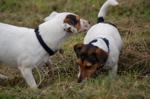 twee Jack Russels aan het snuffelen tijdens een wandeling van hondenuitlaatservice Vagebond